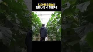 1200평 오이농사 얼마나 벌 수 있을까? #shorts