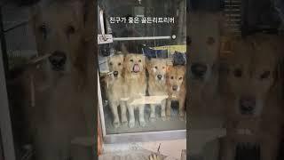 식구가 많아도 친구가 좋은 골든리트리버 6마리 #짱아네가족 #3대가사는집 #goldenretriever