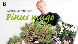 Mauro Stemberg Demo on a Pinus Mugo