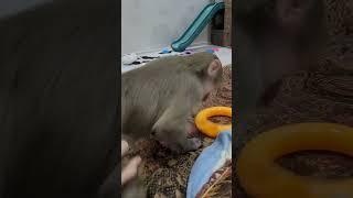 Как прекрасен этот мир 