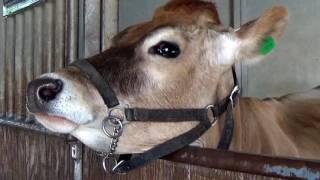 FARM ANIMALS on the FARM (real authentic sounds) Compilation - 90 MIN. KID COLLECTION