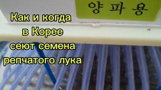 Как и когда сеют семена лука в Корее #жизньвюжнойкорее #жизньвдеревне #корея