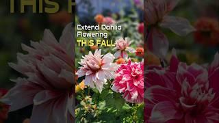 How To Make Your Dahlias Bloom Longer #shorts #dahlias