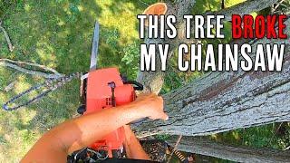 Backyard Locust Tree Removal with Osage Jon