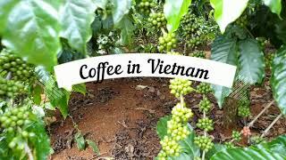 Coffee farm in Vietnam