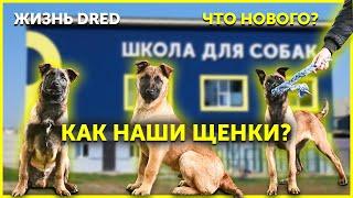 Жизнь школы для собак | Щенки Малинуа 4 месяца | Обновления в школе | Школа DRED