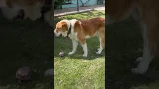 Бугай Алабай Яша Буцефал. 2года