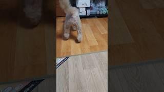 욕심쟁이 #삑삑이는 #다내꺼 #공놀이 #좋아