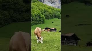 The Swiss Alps   بهشت روی زمین، سوئیس #alps #shorts