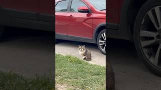 Кот #животные #природа  #минск #весна #вторник