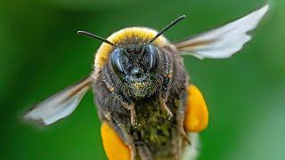 HOW I SHOOT INSECTS IN FLIGHT