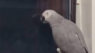 Stan Twitter: a parrot saying: "Suck, rurururuugh, suck..."