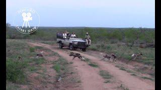 African wild dog pups greeting the adults