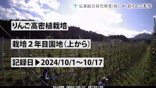 タイムラプス　2024年10月1日～10月17日　りんご高密植栽培　栽培2年目園地（上から）　定点観測【弘果総合研究開発株式会社】