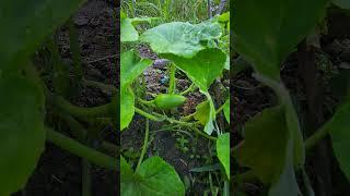 freshness #travel #vegetables #youtubeshorts
