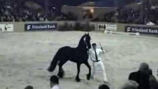 Sake (Friesian stallion) makes it to the 70 day test