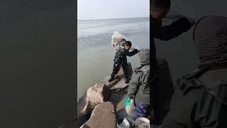 Amazing Big Cast Net Fishing  Net Catch Fishing in The River