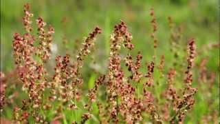 Wild Edibles With Sergei Boutenko: Sheel Sorrel