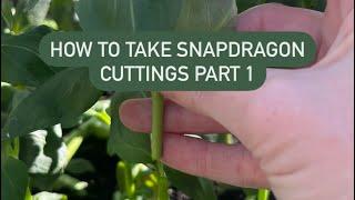 How to take a Snapdragon Cutting (Antirrhinum majus) Part 1