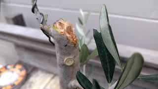 Making Bonsai; Initial Working of an Olive Tree