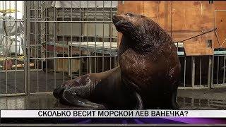 Сколько весит морской лев Ванечка?