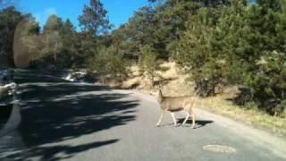 Deer on Scotia Road Hiwan Golf Club