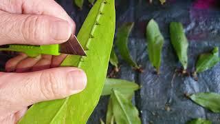 Замиокулькас Вариегатный!!!Big leaf yellow variegated!!Зензи,Равен,размножение,укоренение,пересадка.