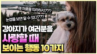 강아지가 여러분을 사랑할때 보이는 행동 10가지