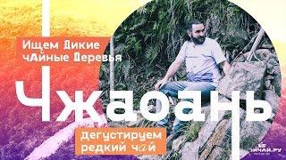 Чжаоань. Ищем дикие чайные деревья. Дегустируем редкий чай.