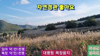 대평원 목장용지(296) 평당 4만원 목장용지 241,276m² + 임야 126,102m² +건물(자연경관 좋아요) 경북 의성군 점곡면 사촌리 010-4949-0049 안동역부동산