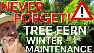 Tree Fern Winter Maintenance - Dicksonia antarctica