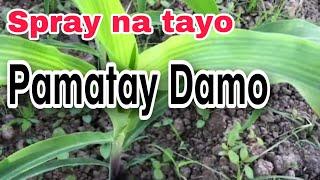 Timing na pag spray ng pamatay damo sa Mais