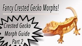 DESIGNER Crested Gecko Morphs! Morph Guide Part 2