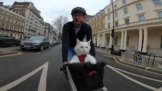 My cat Sigrid stands up to get a better view while on our bike ride