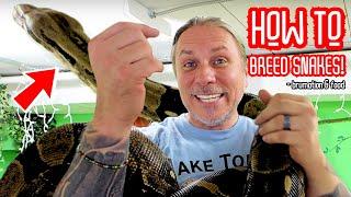 SNAKE BREEDING!! HOW TO GUIDE!! | BRIAN BARCZYK