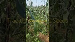 Planning to Keep Indeginous Maize Seeds for the Next planting Season!
