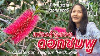 แปรงล้างขวดดอกชมพู สีหวานสดใส ให้ดอกตลอดปี Callistemon salignus 'Perth Pink'