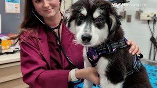 Farmweek | MSU Vet School - Top Tier | March 6, 2025