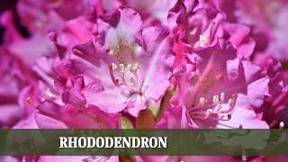 Rhododendron - Ansprüche, Arten und Partnerpflanzen