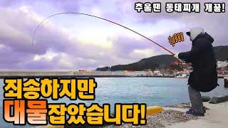 죄송하지만 대물 잡았습니다! 겨울엔 동태찌개 개꿀! [캠낚세끼] 추자도 낚시n캠핑 / caravan / camping car / Fishing / 캠핑카
