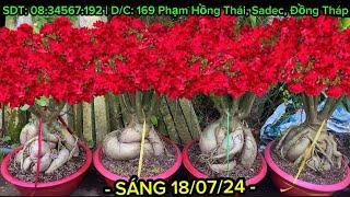 (SÁNG 18/07/24) SỨ GHÉP LH 08.34567192