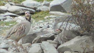 Шикори Кабк Keklik avi tuzakla Охота на куропатка Partridge hunting Kabk shikar شکار کبک Chukar avi