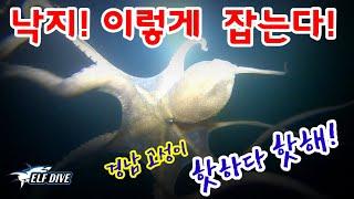 낙지의 성지! 경남고성 해루질포인트에서 야간 낙지해루질을 즐겨보자(octopus minor hunting)