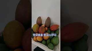 직접 농사지은 애플망고로  망고스무디를 만든다 #망고 #망고스무디 #망고농사