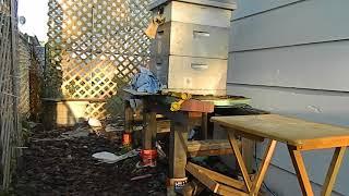 Beekeeping 2017 2nd mite treatment from start to finish