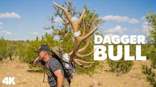 "Dagger Bull" - Giant Arizona Management Bull Elk with Vaquero Outfitters