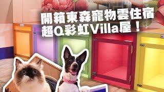 開箱東森寵物雲商店超Chill毛孩住宿  寬敞度假Villa房、繽紛彩虹屋｜台中