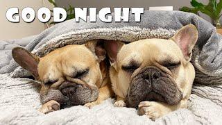 What Do My Dogs Do Every Night? | My French Bulldog's Night Routine