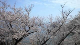 【K】2010 周防大島 千本桜