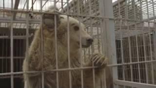 FOUR PAWS PREVENTED FROM SAVING LULA AND SIMBA FROM MOSUL ZOO!